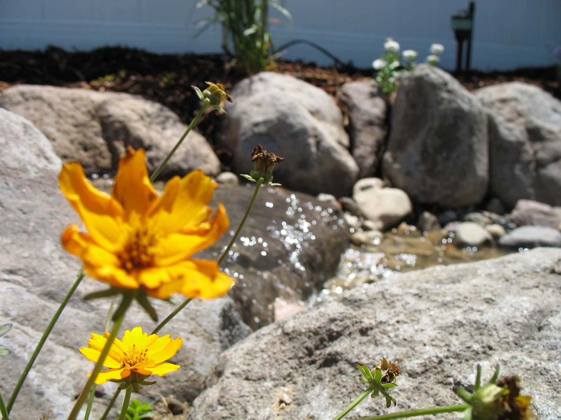Yellow wildflowers blooming beside a rock stream